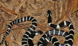 五步蛇咬人视频,紧急救援纪实